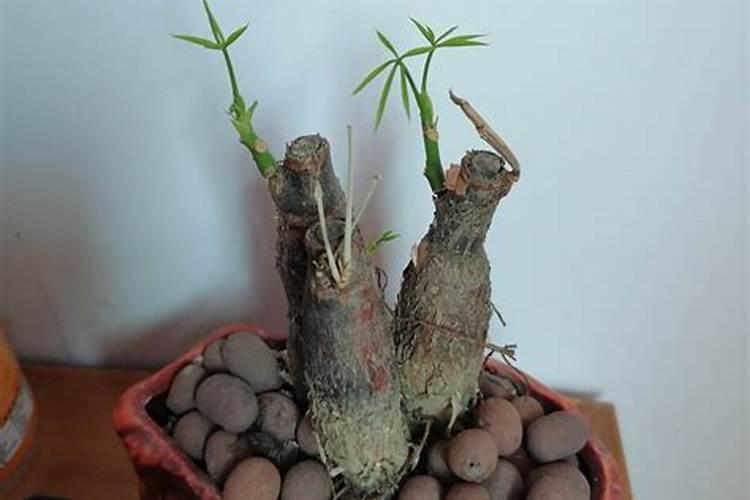 发财树水浇多了的表现