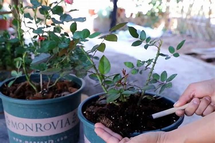 花生后期喷什么叶面肥最好