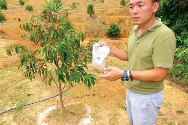 绣球花叶子发蔫怎么办