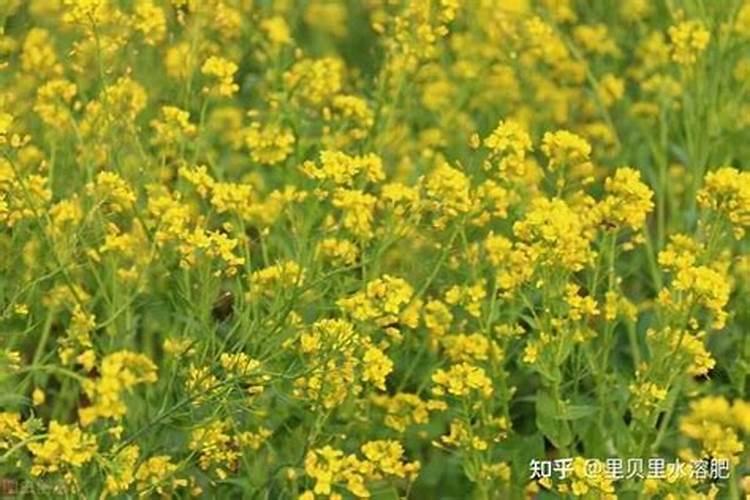 蓝莓怎么浇水施肥