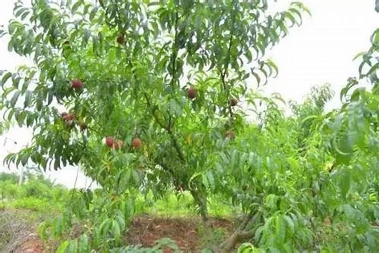 桃子快熟了落果怎么办