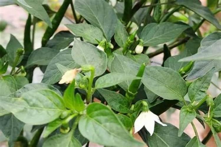 辣椒用什么肥料最好