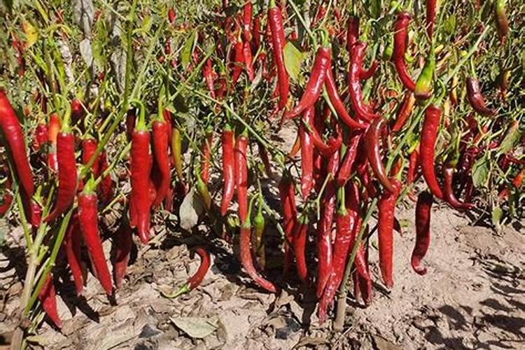 辣椒开的花比较少,结果有可能会变多吗？