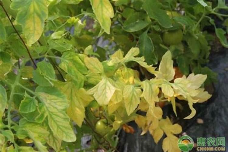 春天柑橘小树一次施多少尿素好