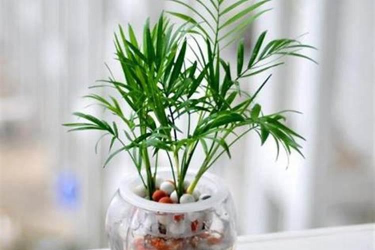 大青枣膨果期管理要点 大青枣应怎么施肥