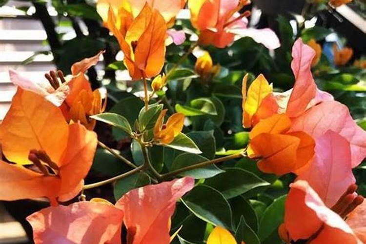 米兰用什么肥料最好