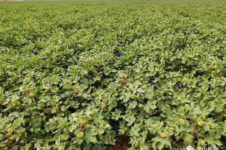 精喹禾灵氟磺胺草醚适用哪些作物