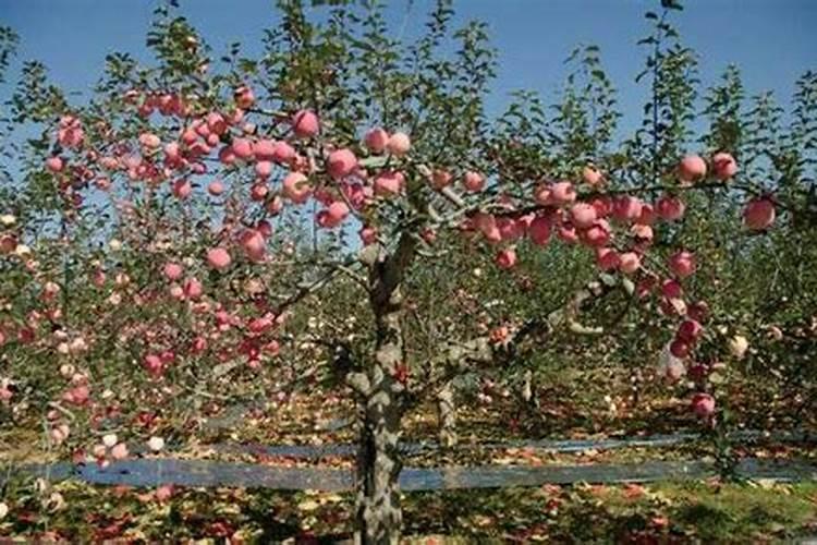 5月底白苍土地的红富士苹果用什么肥料？