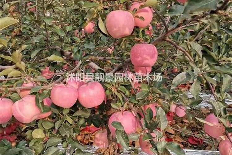 红富士九月上旬卸代,八月下旬能施高钾水溶肥吗？