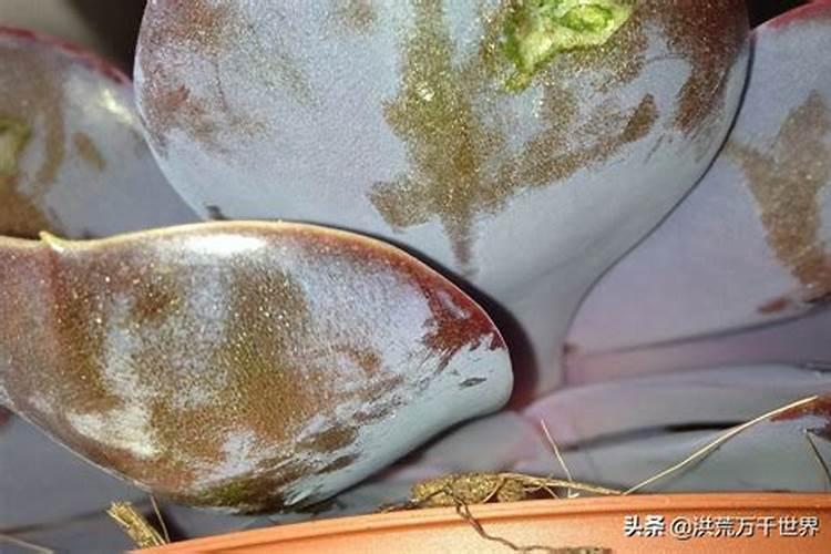 红蒜施肥过多,叶子发黄怎样处理？