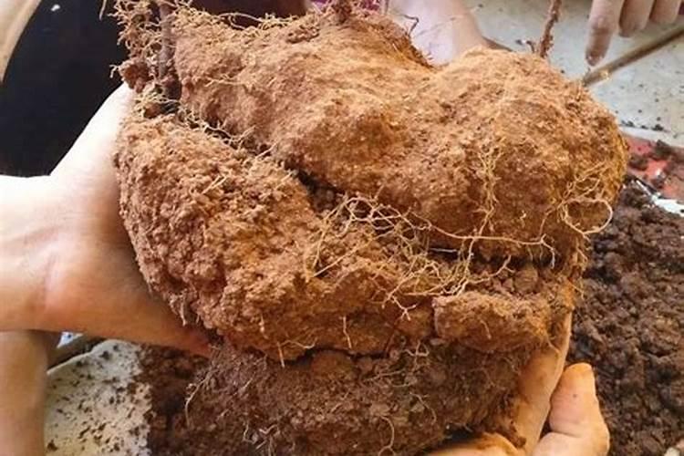 氮肥常见施用方法