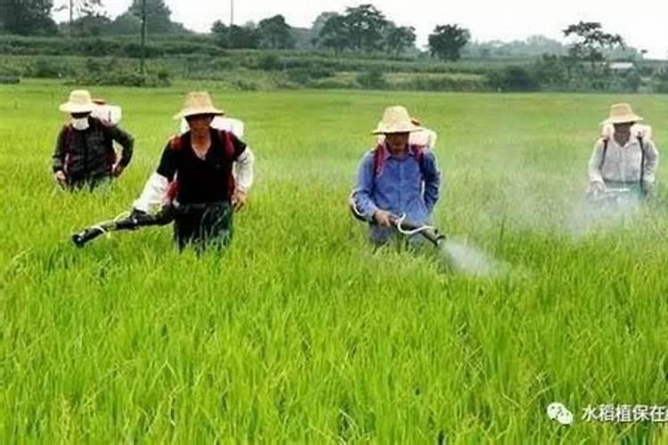 荔枝专用叶面肥什么好？