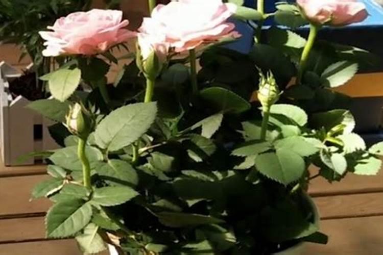 碗豆尖适合施什么肥料