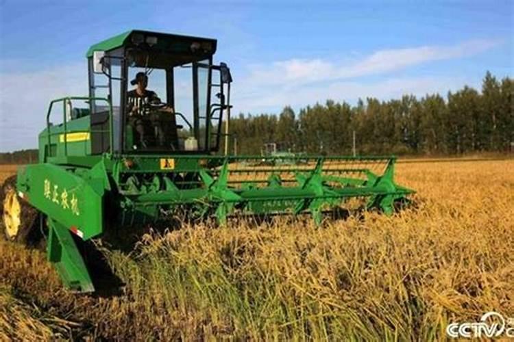 玉米苗后乐能和芸苔素合用吗