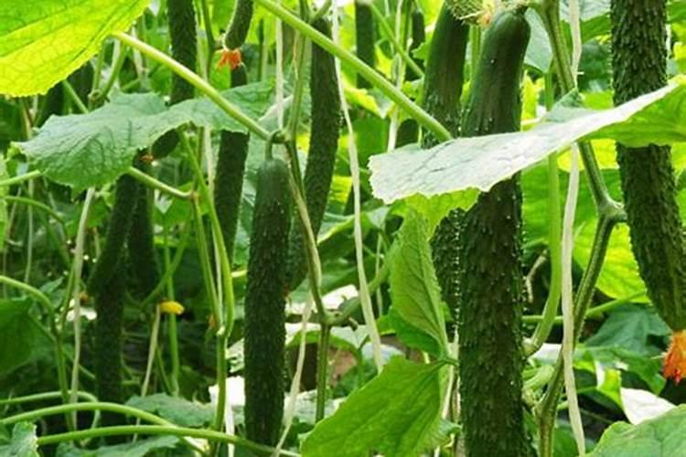 黄瓜施肥时间及方法 黄瓜施肥的正确方法