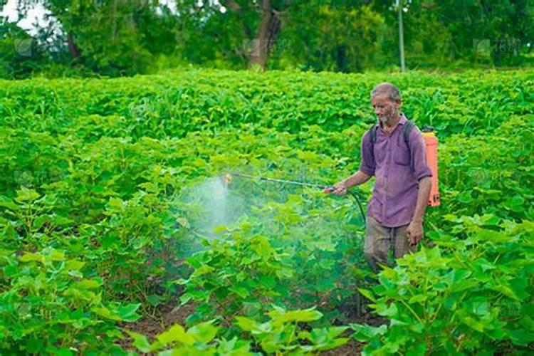 芸苔素对棉花有什么作用