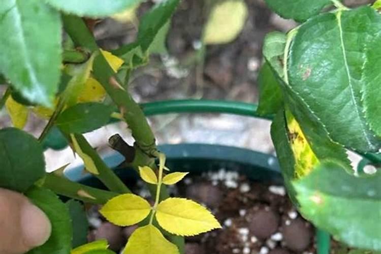 月季施肥太多怎么办