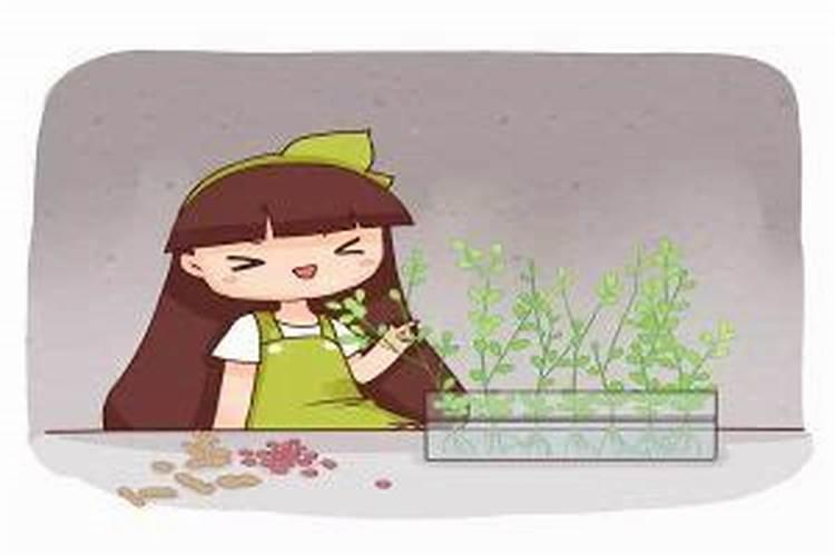 玉米什么时候施钾肥利用率高