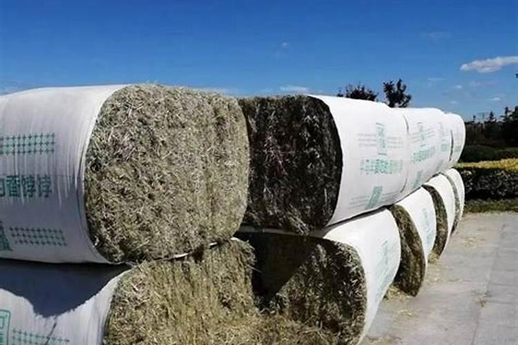 黄瓜的三个最佳肥料