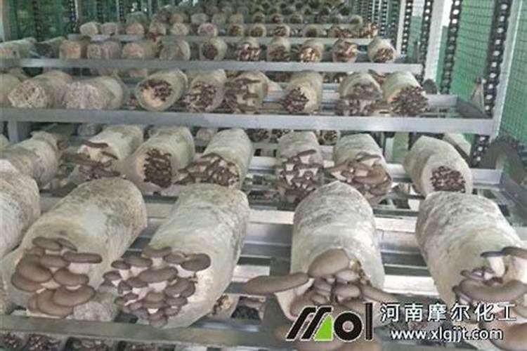 玉米钾肥的正确使用方法