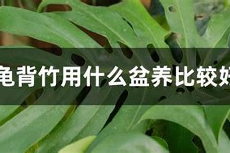 种植鱼腥草用什么肥最好