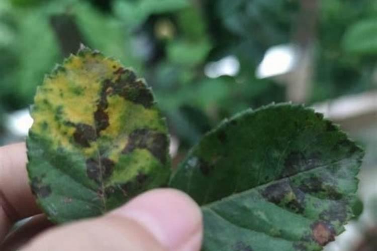 种植花生磷肥的正确方法