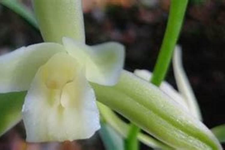 建兰的施肥方法