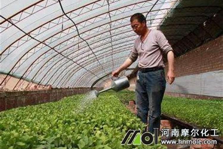 米兰什么时候换盆合适