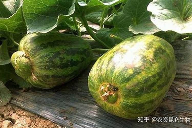 何谓稀土？它对果树有什么作用？