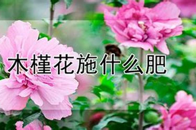木槿花施什么肥开花多