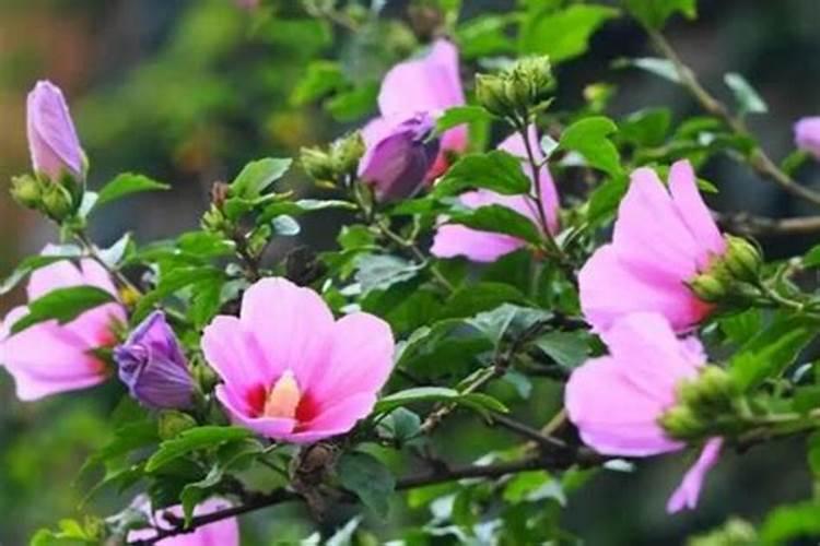 木槿花如何施肥那种肥料最好