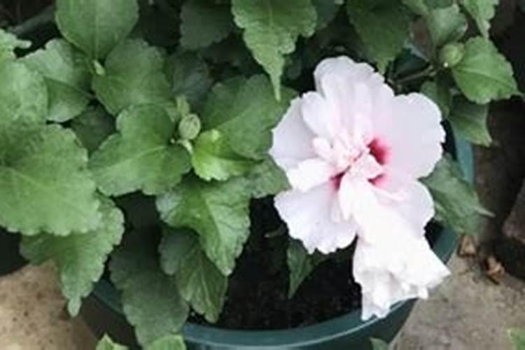 木槿花施什么肥最好