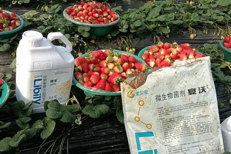 用什么改良碱性土壤