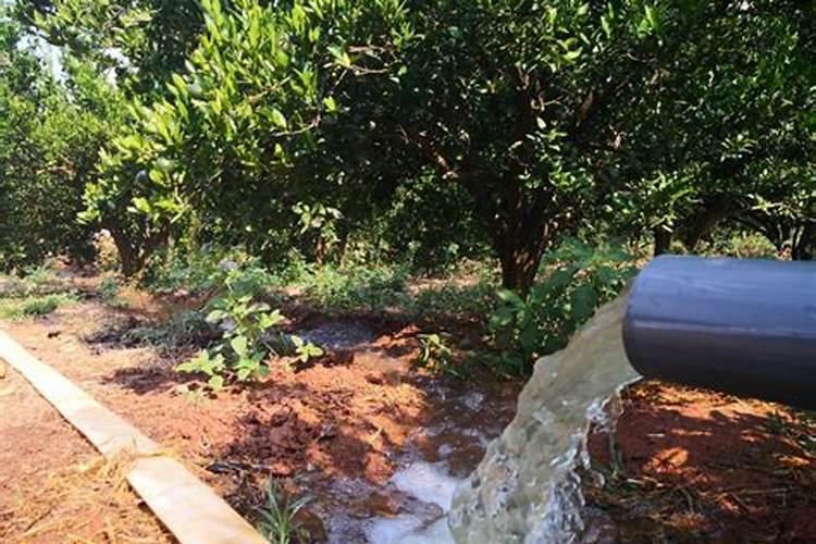 磷酸二氢钾浇花起什么作用(用来浇灌、喷施注意事项)