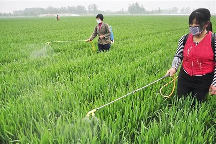 香蕉多少肥料好