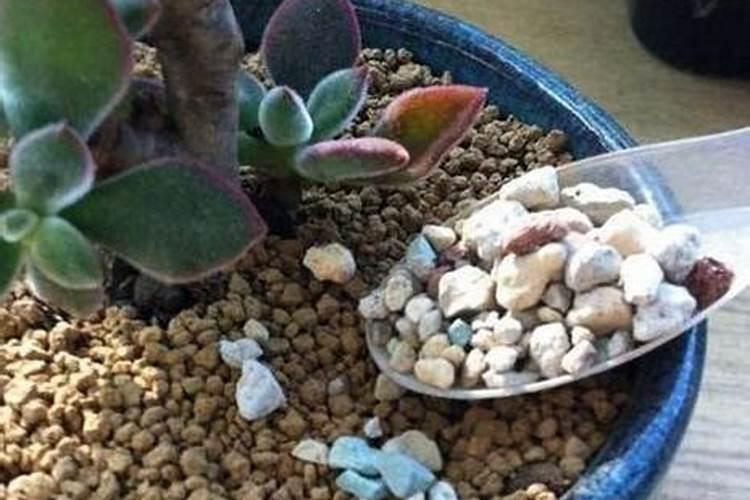 黑骨茶换盆能不能加,火山石？