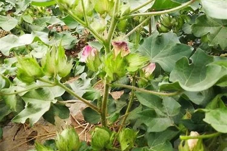 棉花后期需要什么肥料