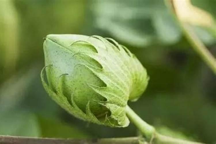 棉花花铃期施肥很重要,棉花花铃期怎么施肥？