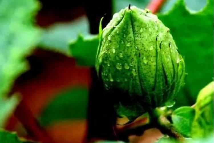 一六年棉花怎样种植才能高产