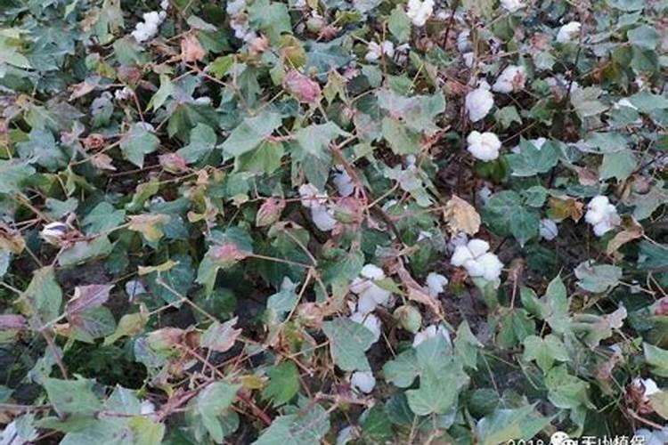 棉花水太多还没有桃子怎么办