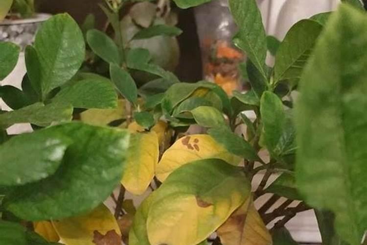 玉米起腻虫喷药什么时候不影响