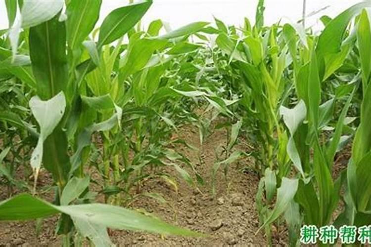 玉米缺磷的主要表现有哪些？