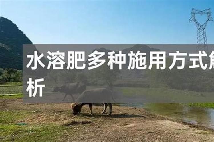 移盆的兰花什么时候用生根粉最好？