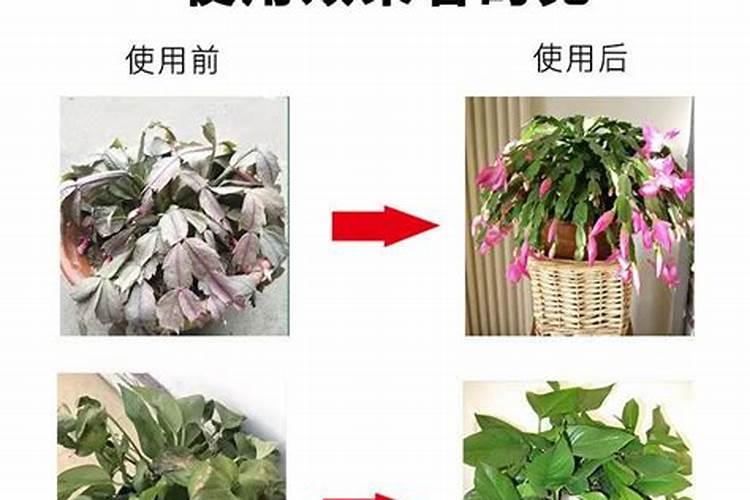 植物防冻剂什么时候用效果好,植物防冻剂的使用方法及注意事项