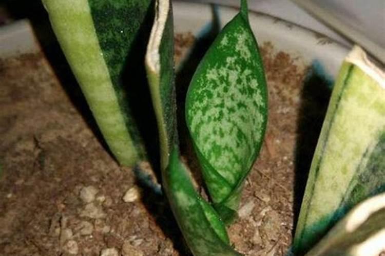 猕猴桃挂果后施什么肥料 猕猴桃如何施肥