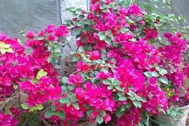 绿萝怎么养才能更旺盛用什么肥料