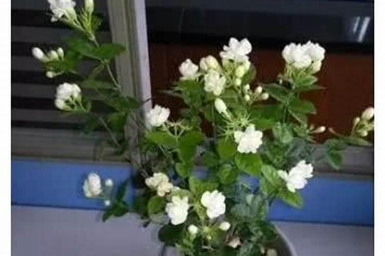 茉莉花最忌讳三种肥料