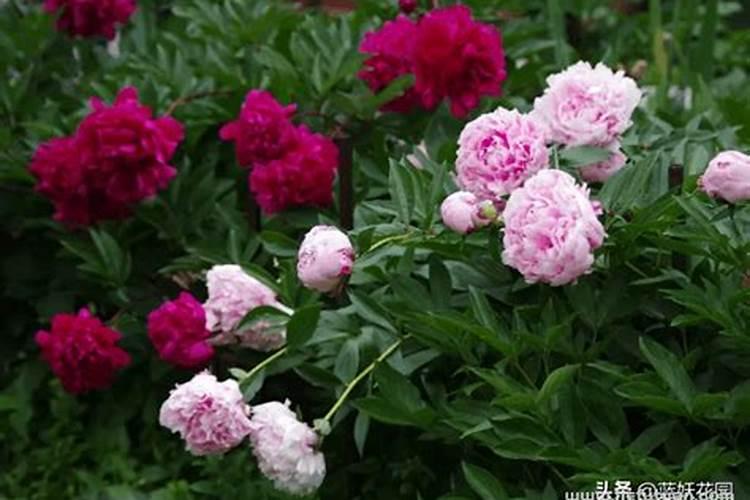 春天月季怎么施肥