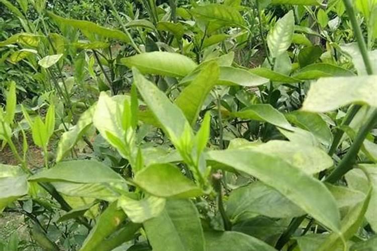 果树促花用什么叶面肥好？