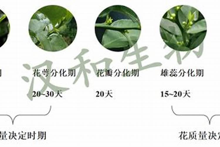 花芽分化用什么叶面肥